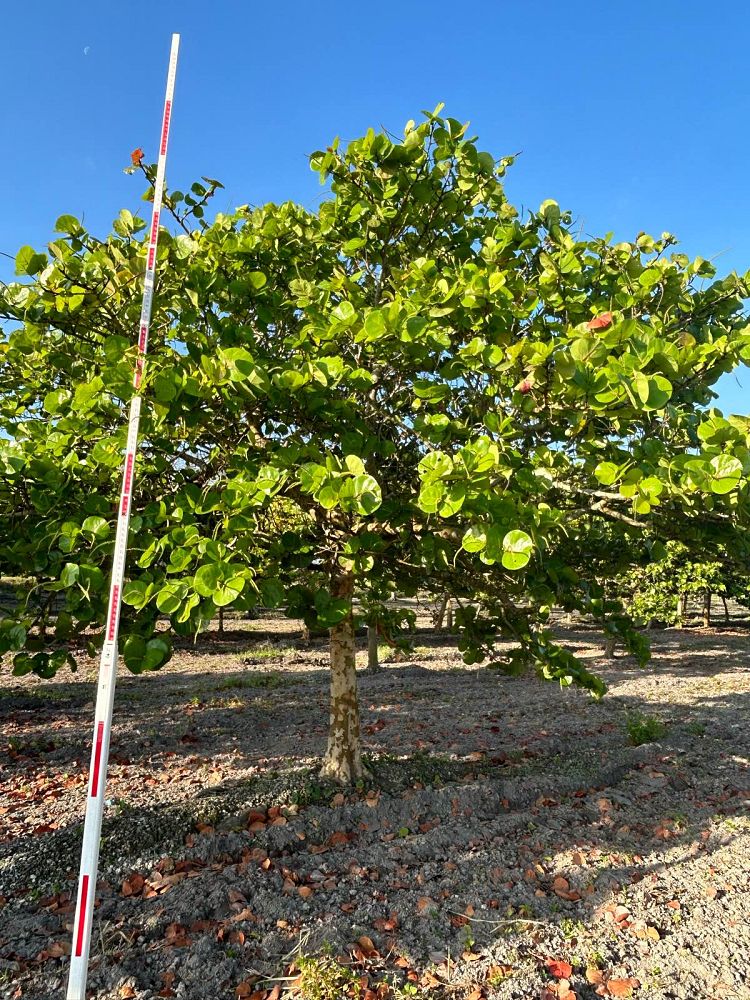coccoloba-uvifera-sea-grape-seagrape