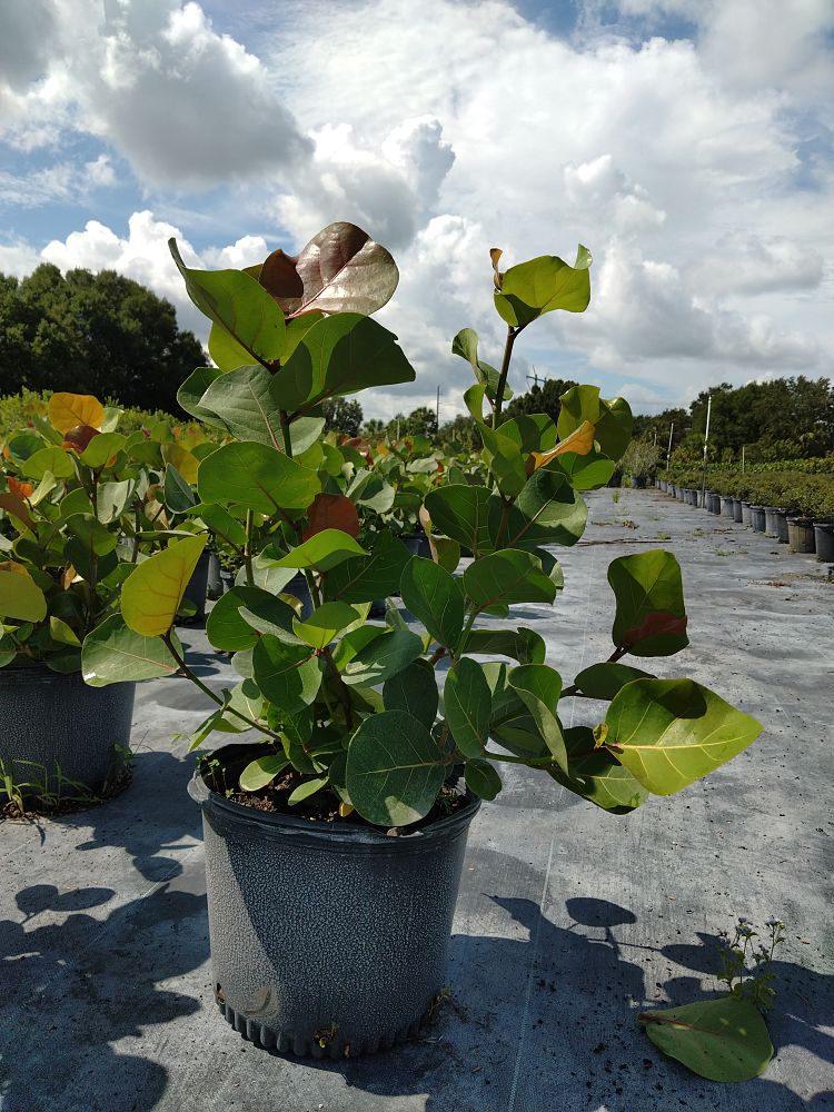 coccoloba-uvifera-sea-grape-seagrape