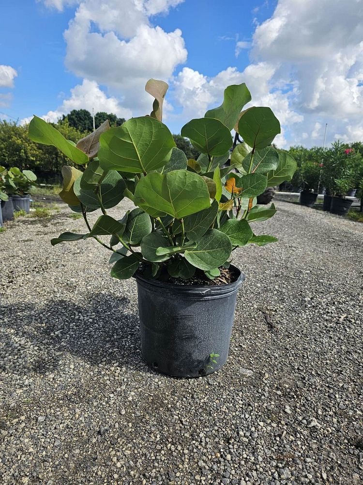 coccoloba-uvifera-sea-grape-seagrape