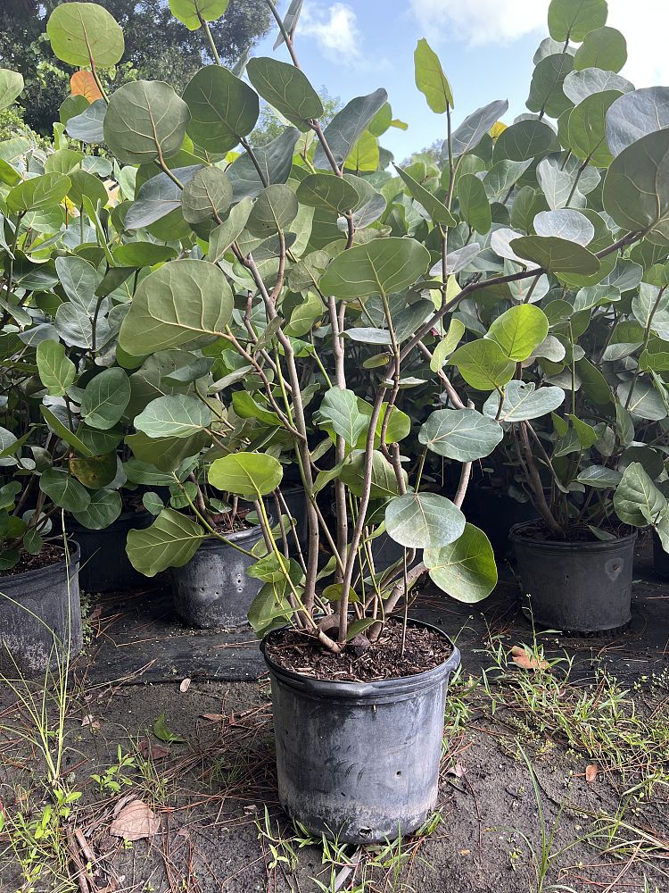 coccoloba-uvifera-sea-grape-seagrape