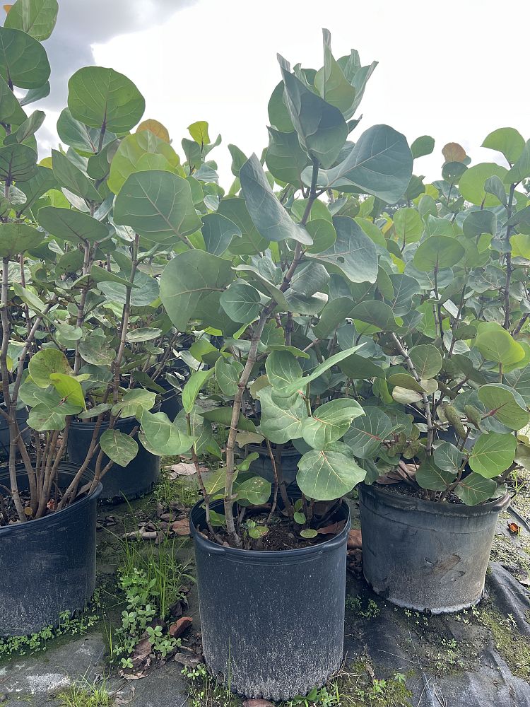 coccoloba-uvifera-sea-grape-seagrape