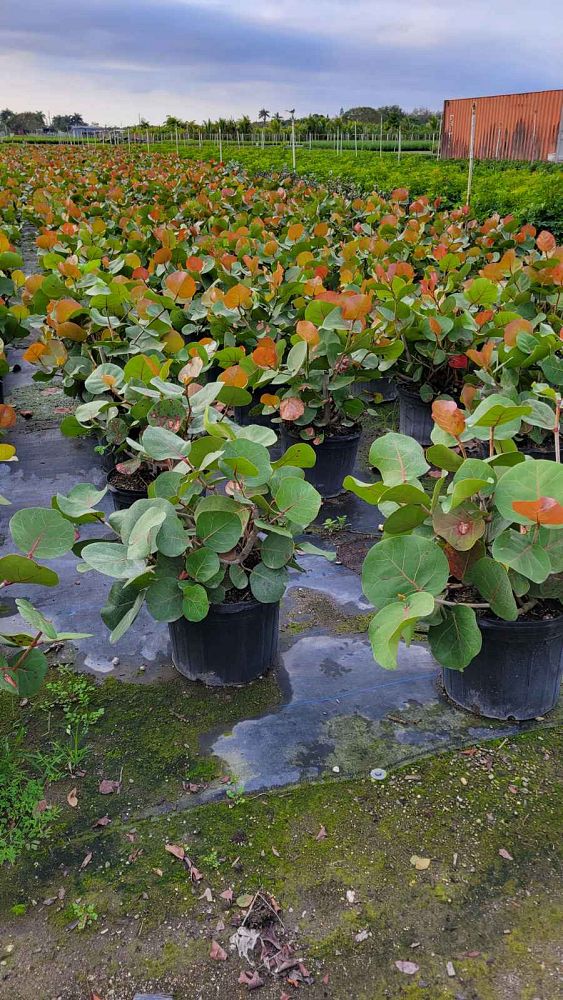 coccoloba-uvifera-sea-grape-seagrape