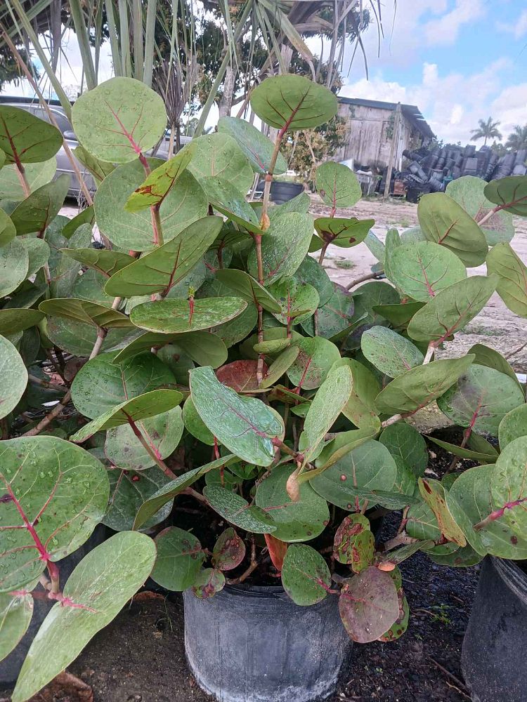 coccoloba-uvifera-sea-grape-seagrape