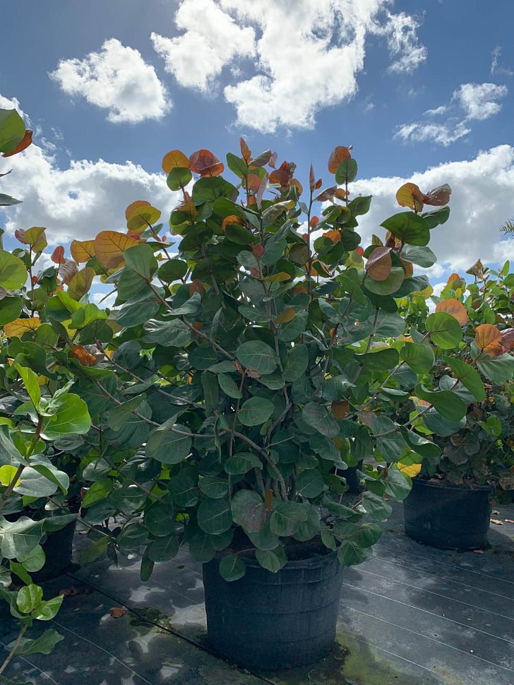 coccoloba-uvifera-sea-grape-seagrape