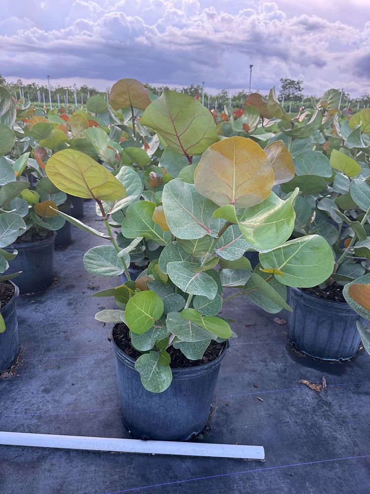 coccoloba-uvifera-sea-grape-seagrape
