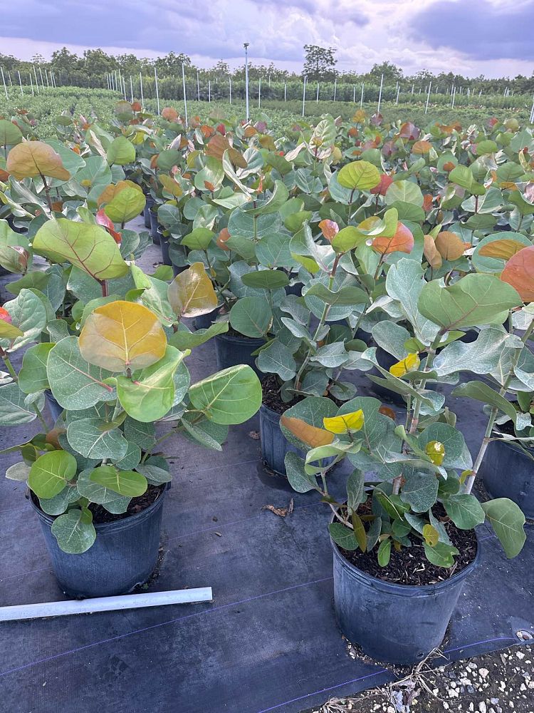 coccoloba-uvifera-sea-grape-seagrape