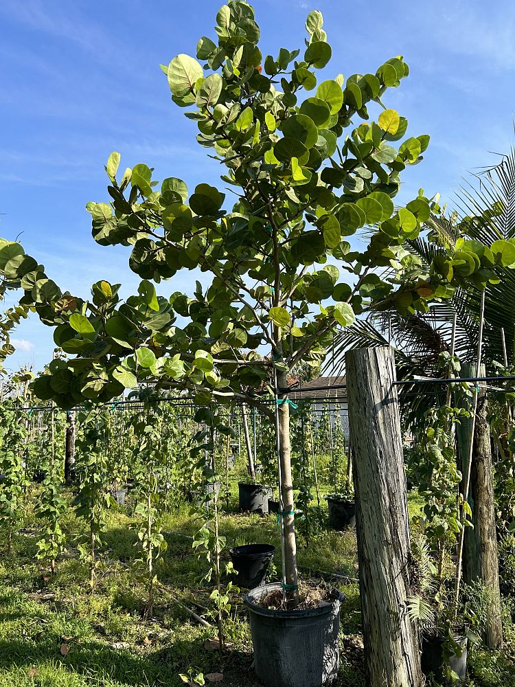 coccoloba-uvifera-sea-grape-seagrape