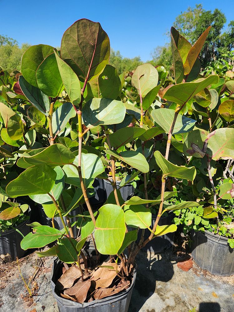 coccoloba-uvifera-sea-grape-seagrape