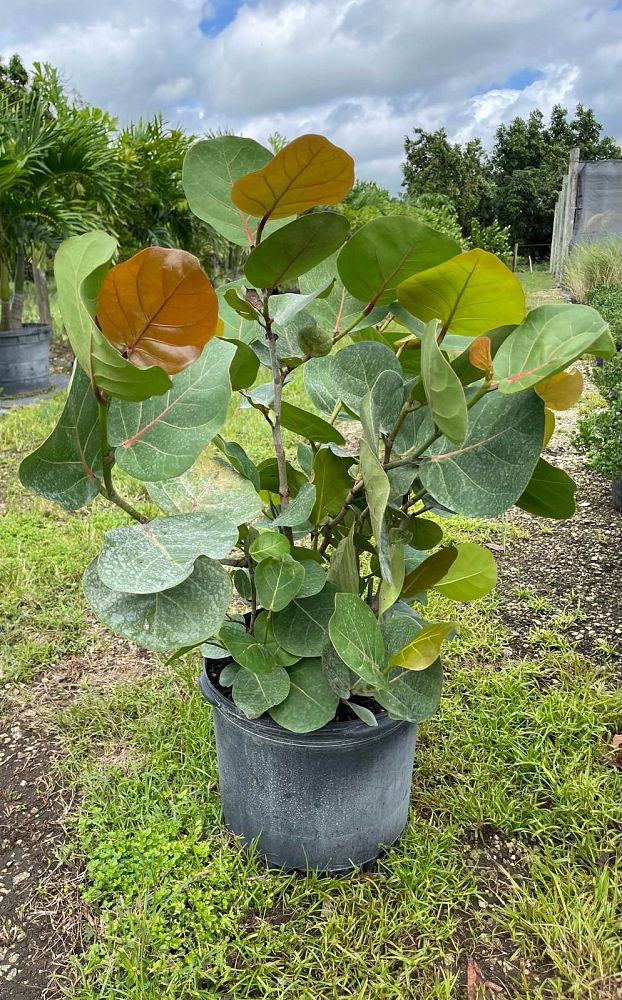 coccoloba-uvifera-sea-grape-seagrape