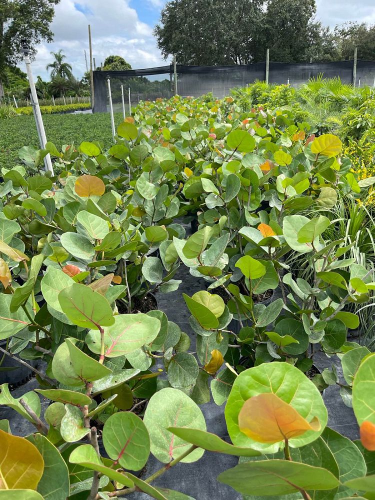 coccoloba-uvifera-sea-grape-seagrape