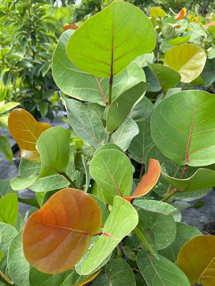 coccoloba-uvifera-sea-grape-seagrape