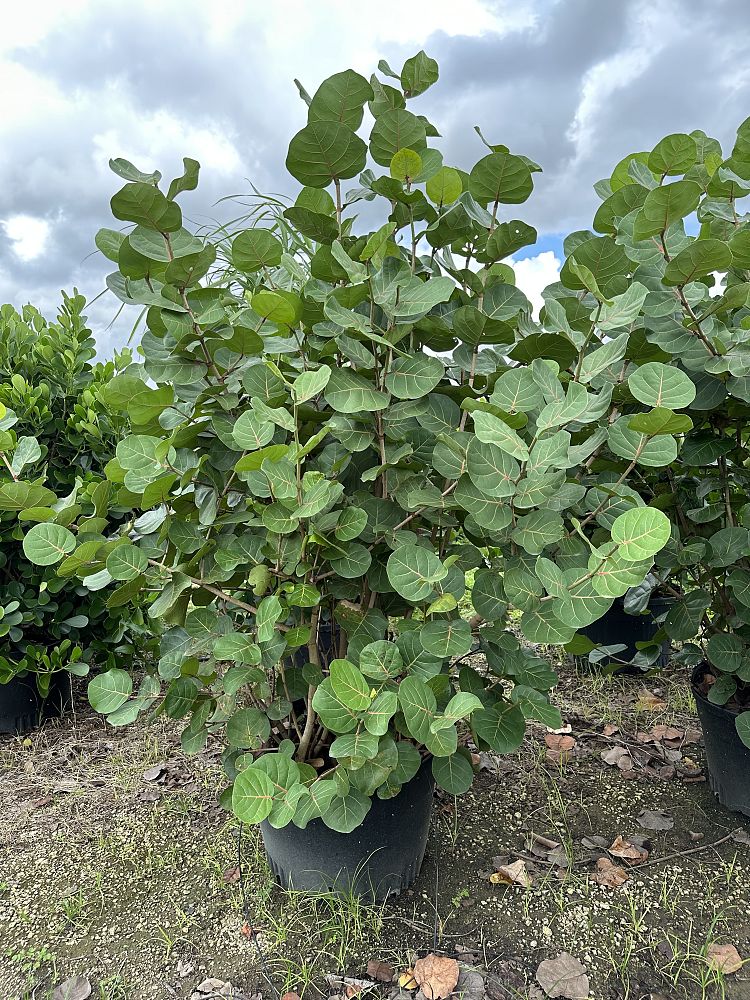 coccoloba-uvifera-sea-grape-seagrape