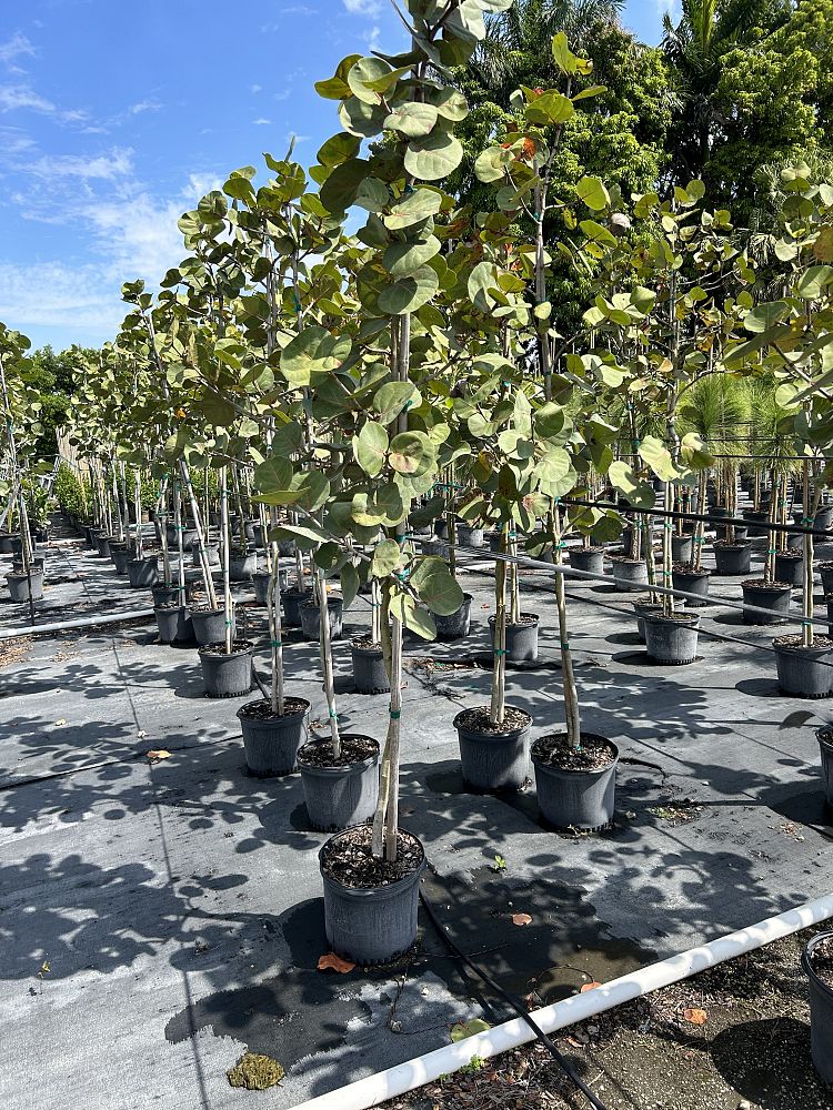 coccoloba-uvifera-sea-grape-seagrape