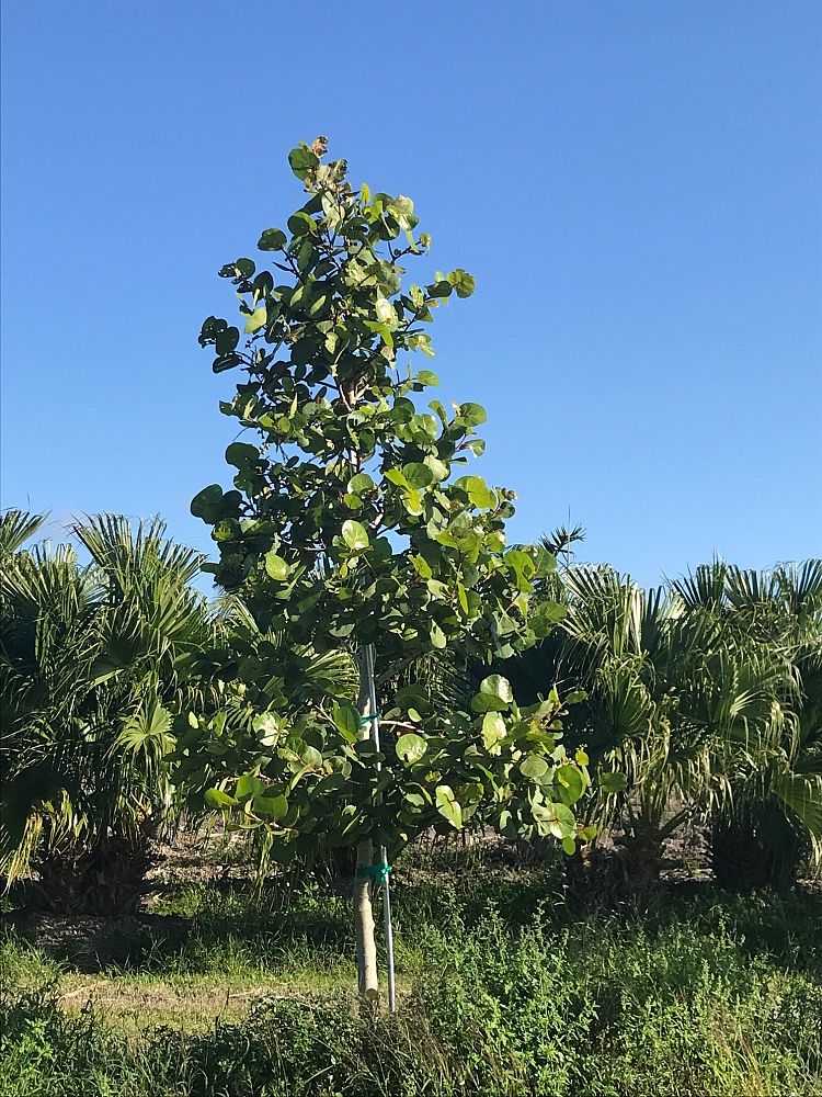 coccoloba-uvifera-sea-grape-seagrape