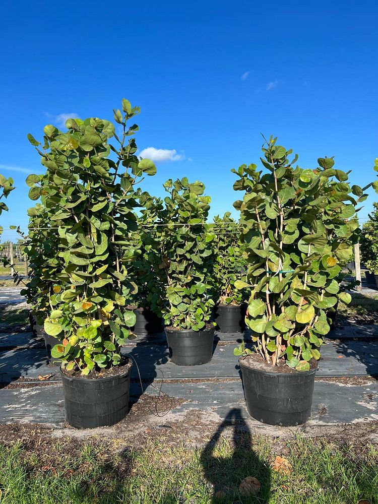 coccoloba-uvifera-sea-grape-seagrape