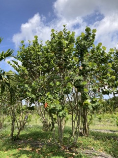 coccoloba-uvifera-sea-grape-seagrape