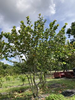 coccoloba-uvifera-sea-grape-seagrape