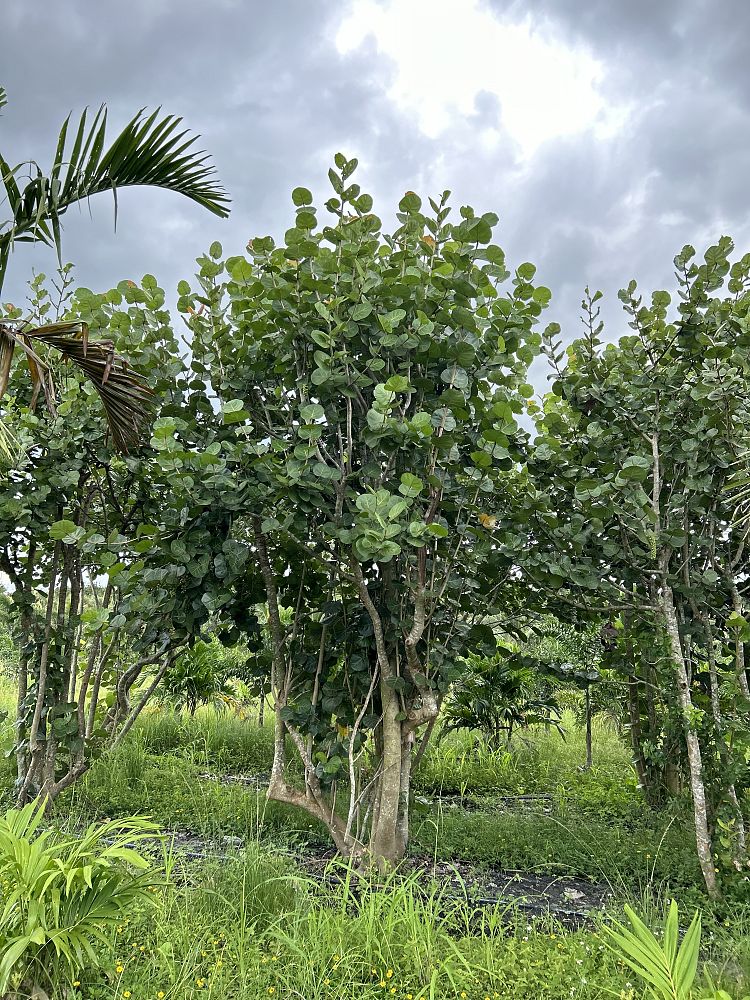 coccoloba-uvifera-sea-grape-seagrape