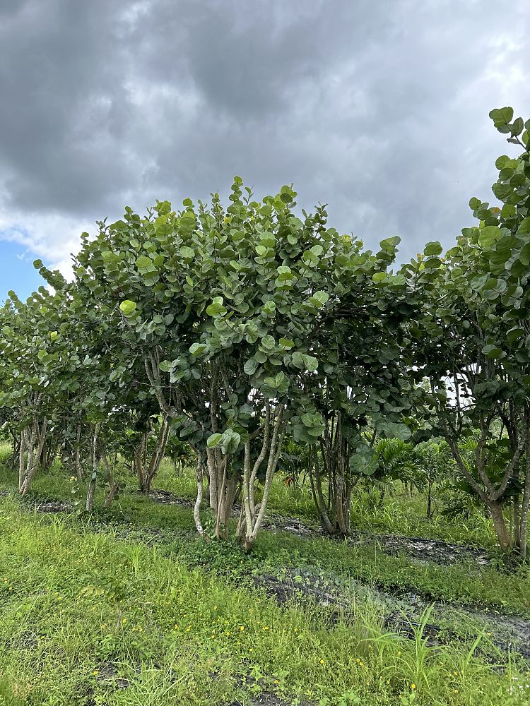 coccoloba-uvifera-sea-grape-seagrape