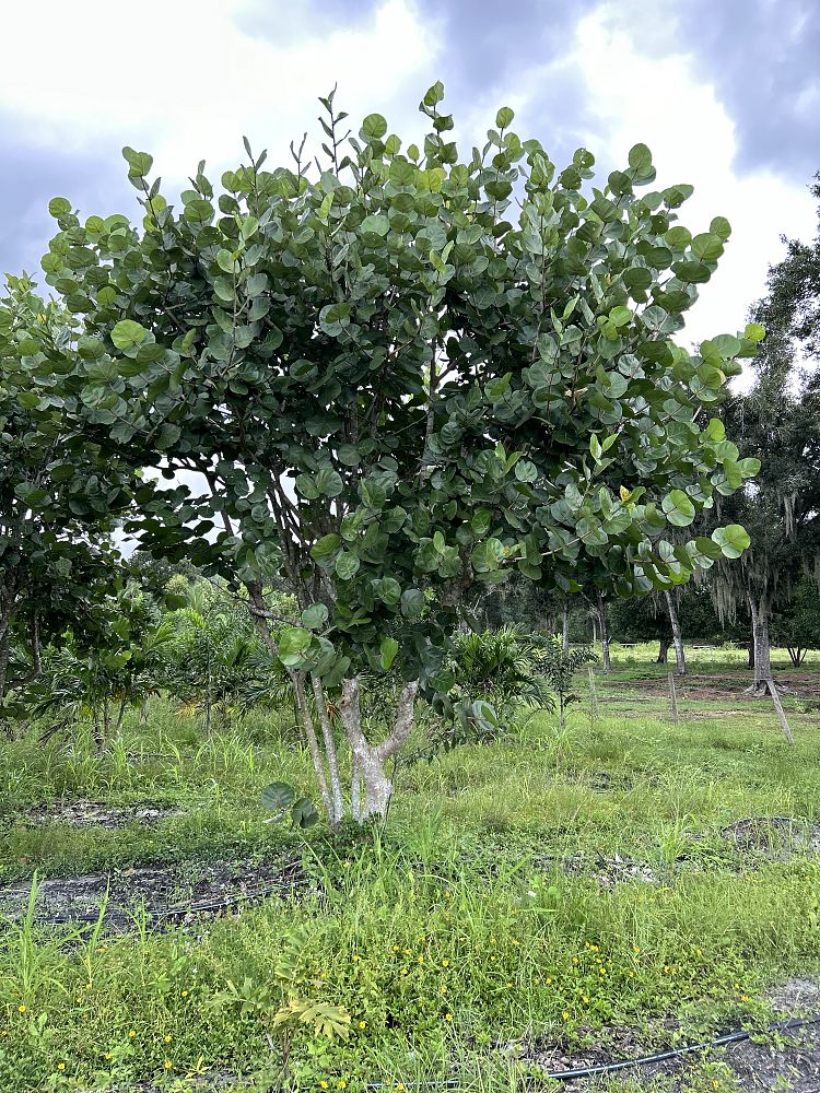 coccoloba-uvifera-sea-grape-seagrape