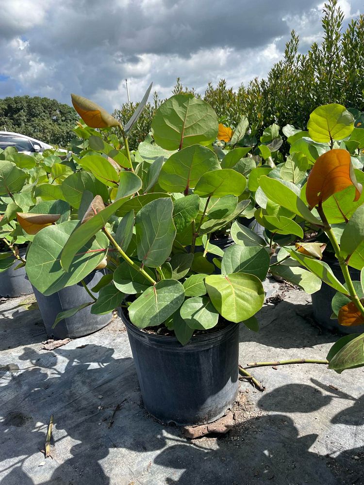 coccoloba-uvifera-sea-grape-seagrape