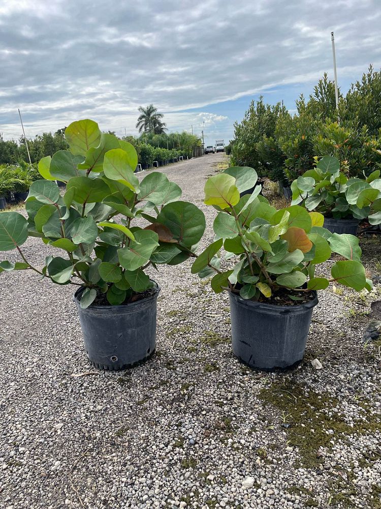 coccoloba-uvifera-sea-grape-seagrape