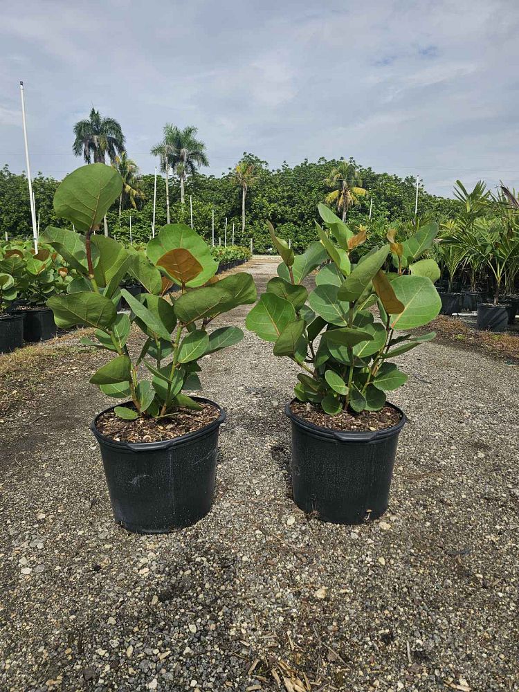 coccoloba-uvifera-sea-grape-seagrape