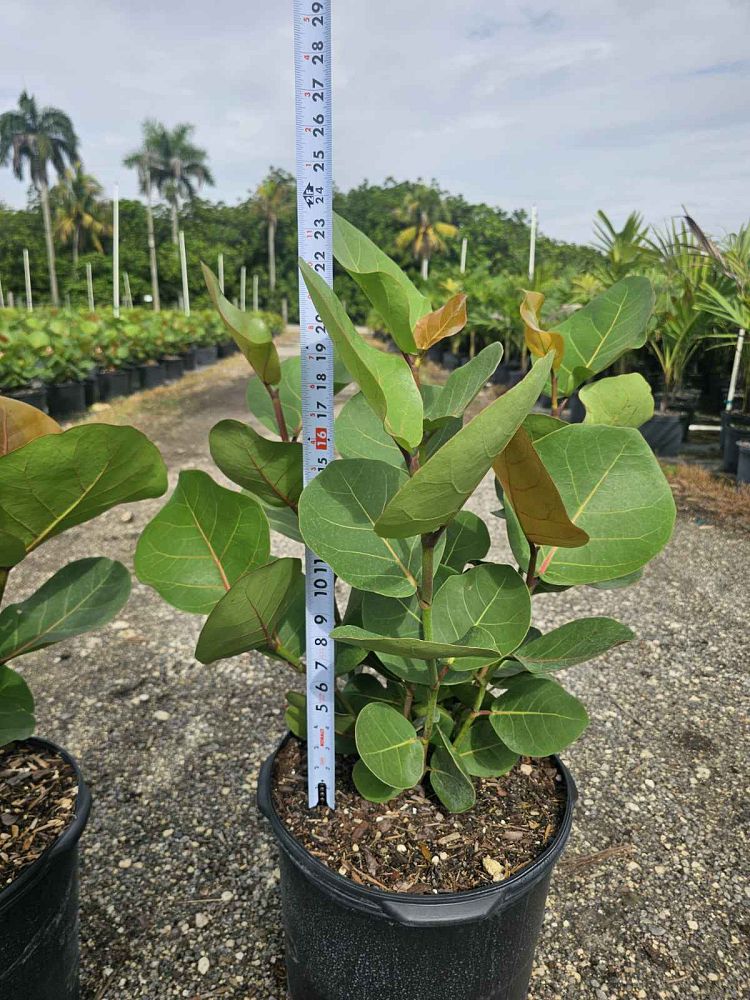 coccoloba-uvifera-sea-grape-seagrape