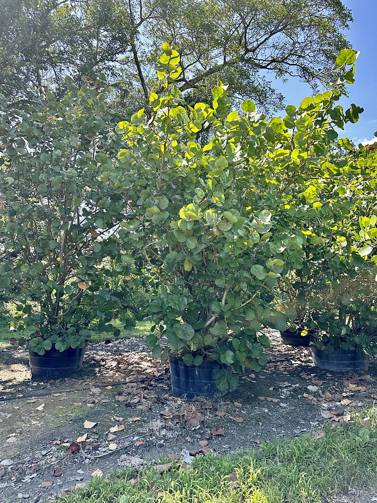 coccoloba-uvifera-sea-grape-seagrape