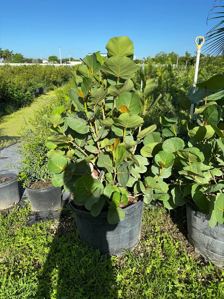 coccoloba-uvifera-sea-grape-seagrape