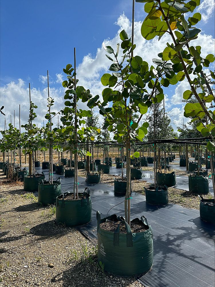 coccoloba-uvifera-sea-grape-seagrape