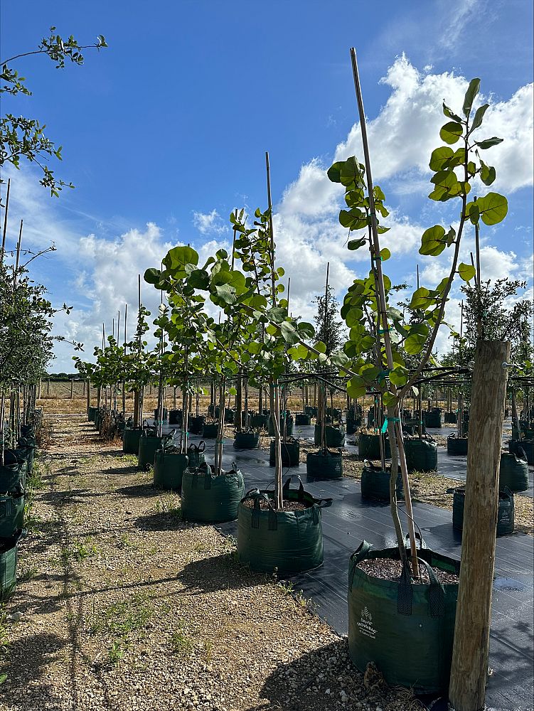 coccoloba-uvifera-sea-grape-seagrape