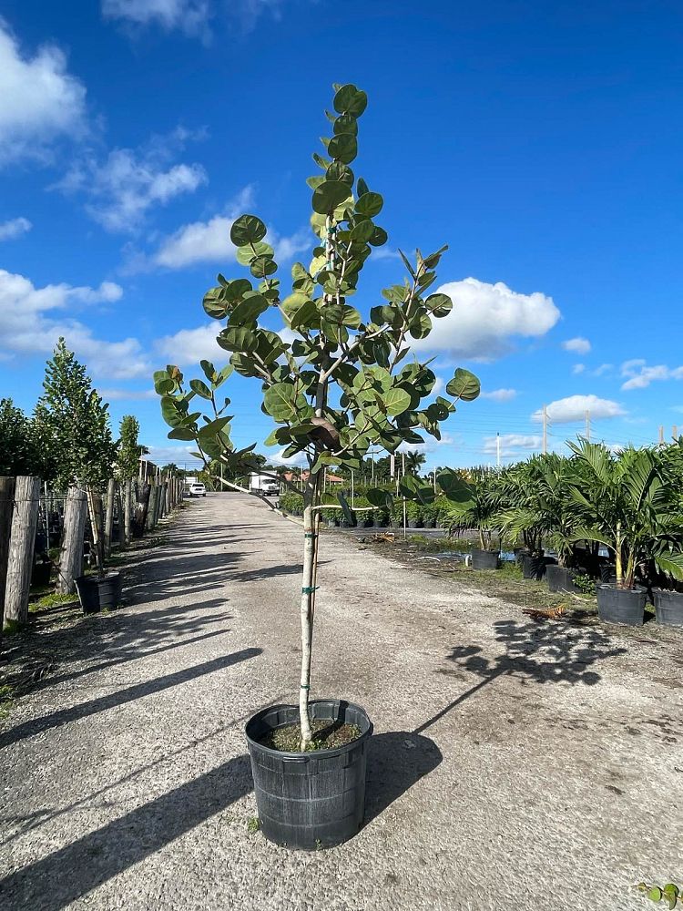 coccoloba-uvifera-sea-grape-seagrape