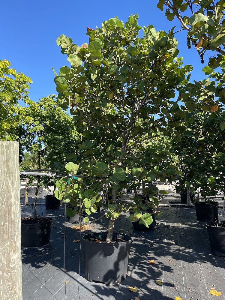 coccoloba-uvifera-sea-grape-seagrape