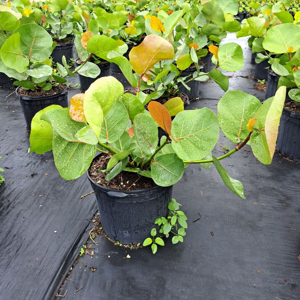 coccoloba-uvifera-sea-grape-seagrape