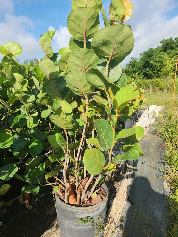 coccoloba-uvifera-sea-grape-seagrape