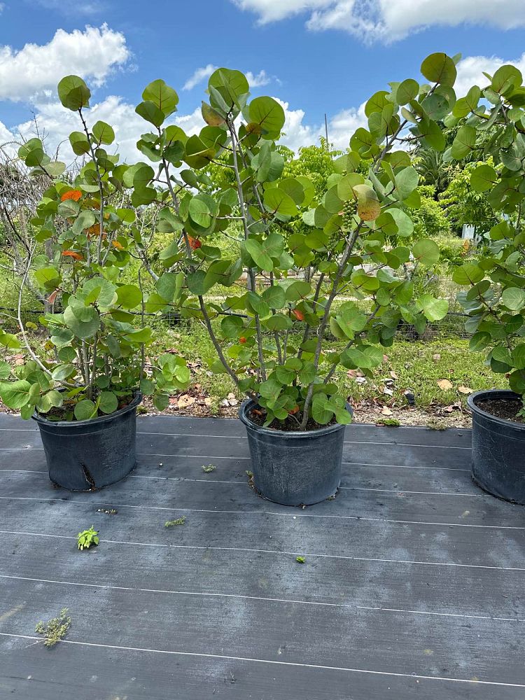 coccoloba-uvifera-sea-grape-seagrape