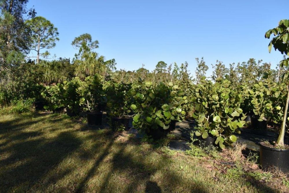 coccoloba-uvifera-sea-grape-seagrape