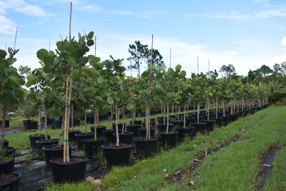coccoloba-uvifera-sea-grape-seagrape