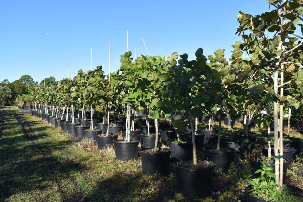 coccoloba-uvifera-sea-grape-seagrape