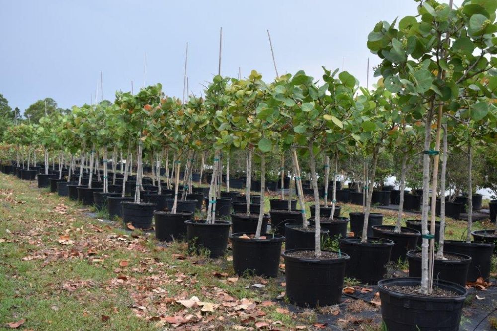 coccoloba-uvifera-sea-grape-seagrape