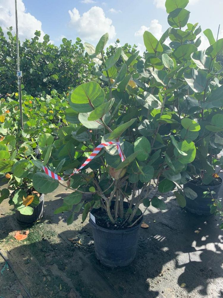 coccoloba-uvifera-sea-grape-seagrape