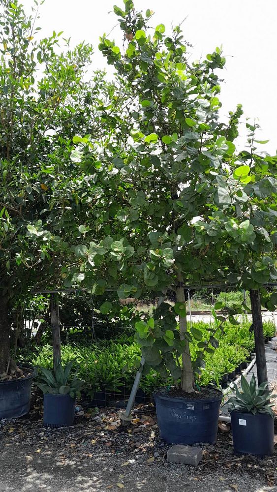 coccoloba-uvifera-sea-grape-seagrape