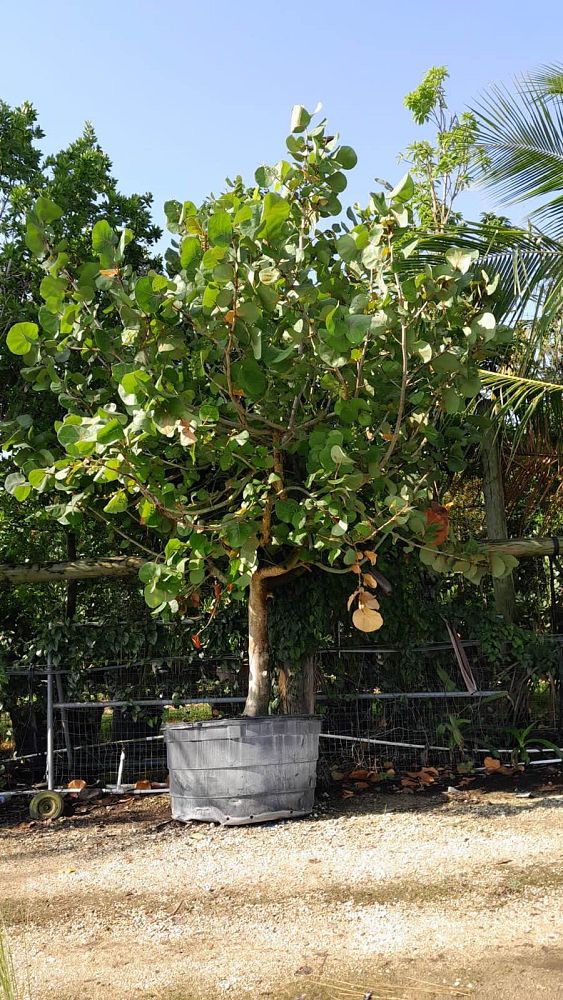 coccoloba-uvifera-sea-grape-seagrape