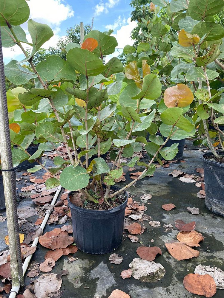 coccoloba-uvifera-sea-grape-seagrape