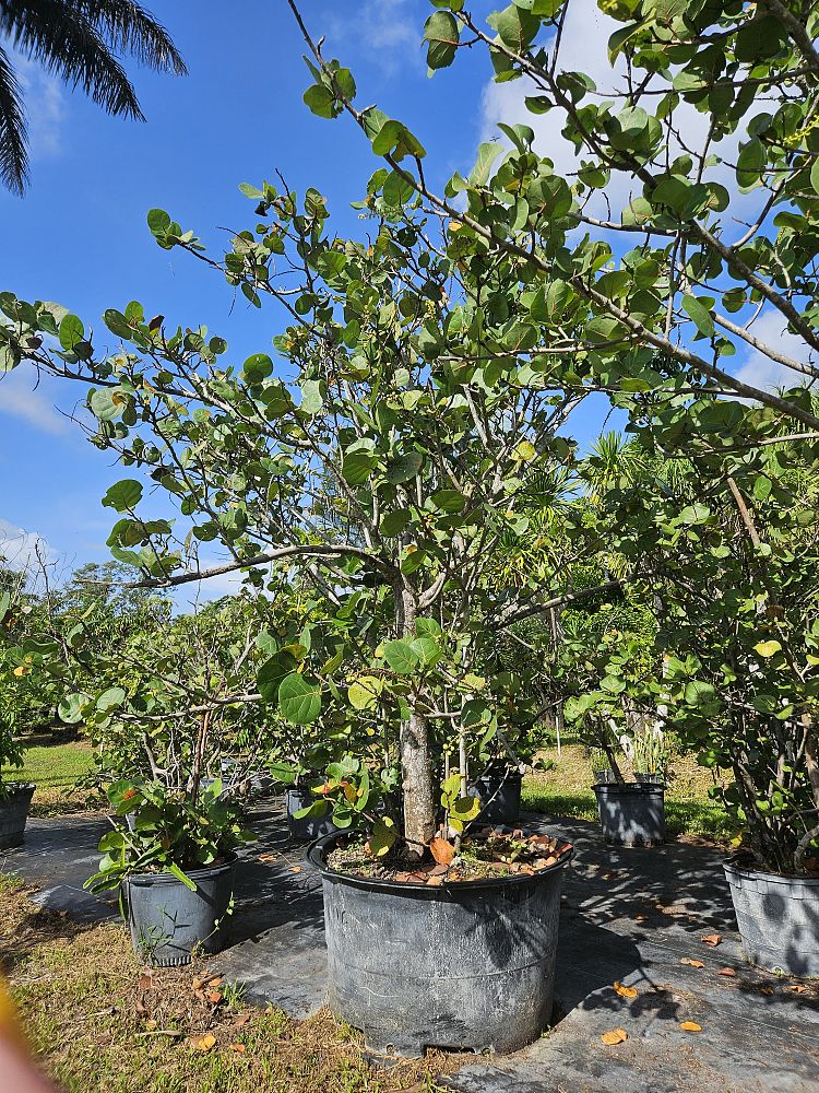 coccoloba-uvifera-sea-grape-seagrape