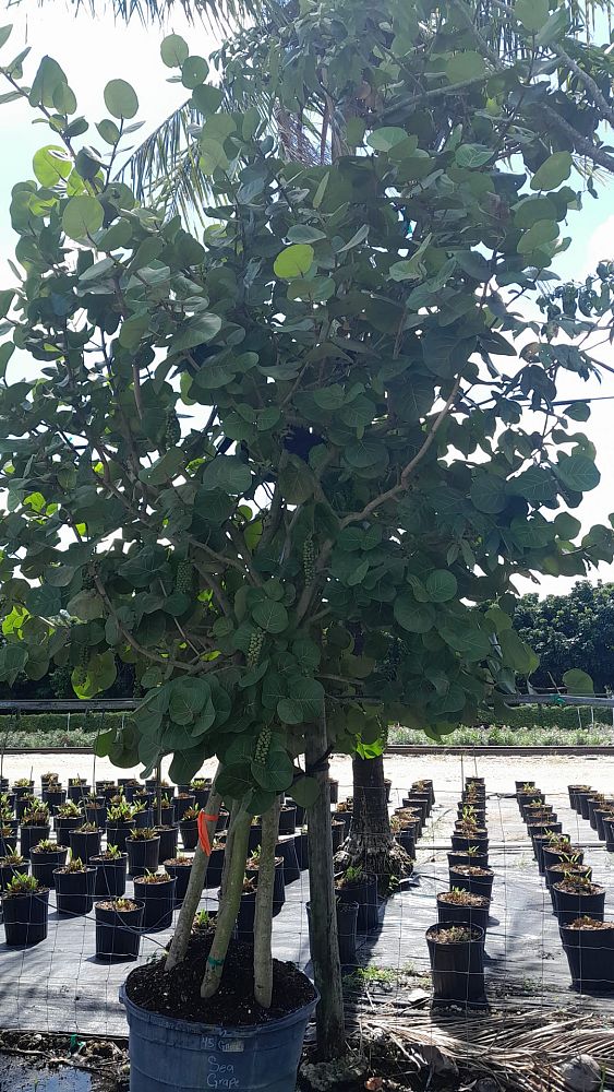 coccoloba-uvifera-sea-grape-seagrape