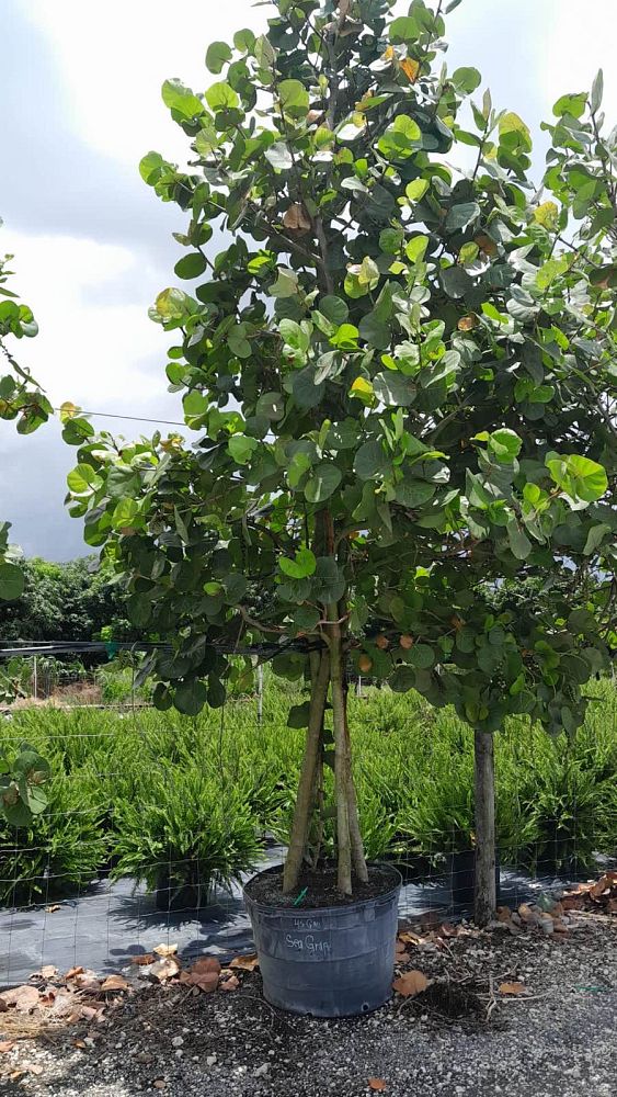 coccoloba-uvifera-sea-grape-seagrape