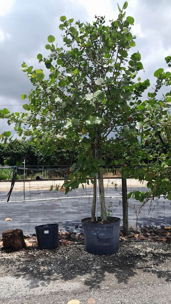 coccoloba-uvifera-sea-grape-seagrape