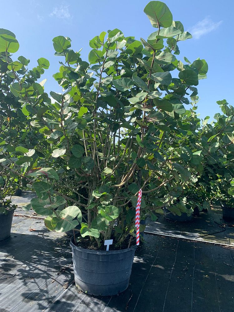 coccoloba-uvifera-sea-grape-seagrape